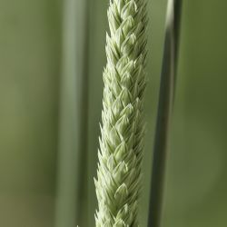 Phalaris aquatica