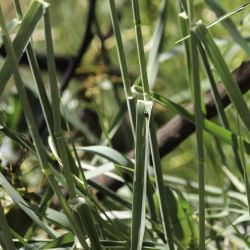 Phalaris aquatica