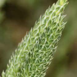 Phalaris minor