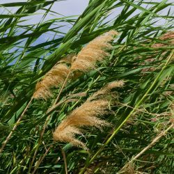 Phragmites australis
