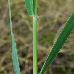 Phragmites australis