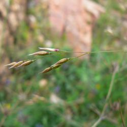 Piptatherum caerulescens