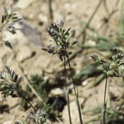 Poa alpina subsp. atlantica