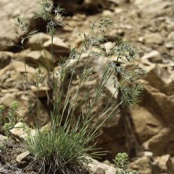 Poa bulbosa subsp. bulbosa var. vivipara