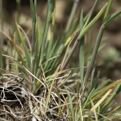 Poa bulbosa subsp. bulbosa var. vivipara