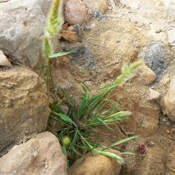 Polypogon sp.