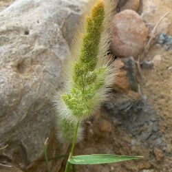 Polypogon sp.