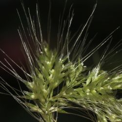 Polypogon subspathaceus