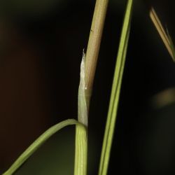 Polypogon subspathaceus