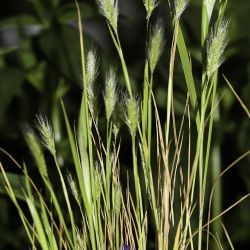 Polypogon subspathaceus