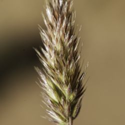Rostraria cristata