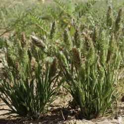 Rostraria cristata