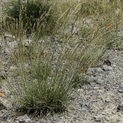 Schedonorus arundinaceus