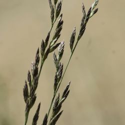 Schedonorus arundinaceus