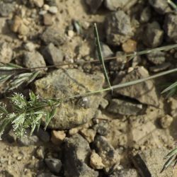 Schismus barbatus