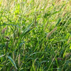 Setaria adhaerens