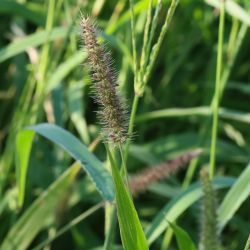 Setaria adhaerens