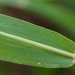 Setaria adhaerens