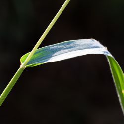 Setaria adhaerens
