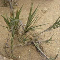 Sporobolus pungens