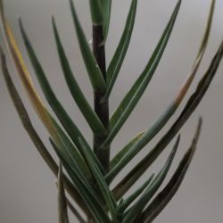 Sporobolus pungens
