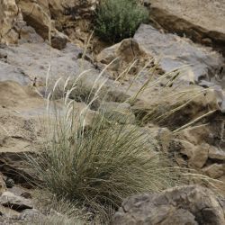 Stipa nitens