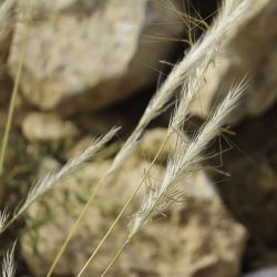 Stipa nitens