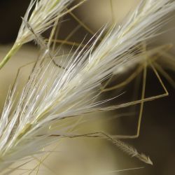 Stipa nitens