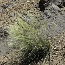 Stipa nitens