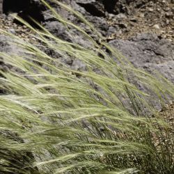 Stipa nitens