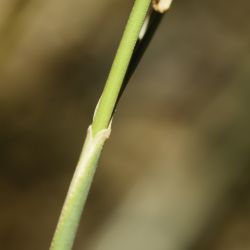 Stipa nitens