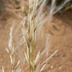 Stipagrostis ciliata