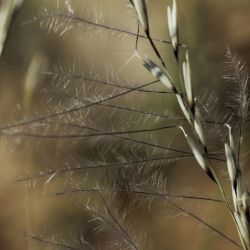 Stipagrostis ciliata