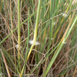Stipagrostis ciliata
