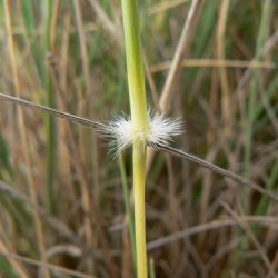 Stipagrostis ciliata