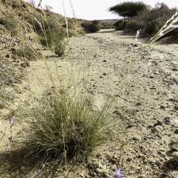 Stipagrostis ciliata