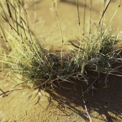 Stipagrostis obtusa