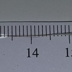 Stipagrostis obtusa