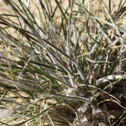 Stipagrostis plumosa subsp. plumosa