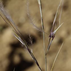 Stipagrostis plumosa subsp. plumosa