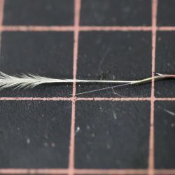 Stipagrostis plumosa subsp. plumosa