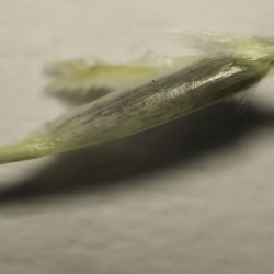 Poaceae