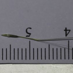 Stipagrostis plumosa subsp. seminuda