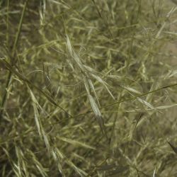 Stipagrostis pungens subsp. pungens