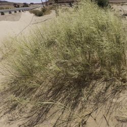 Stipagrostis pungens subsp. pungens