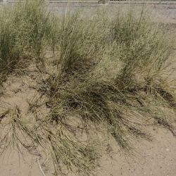Stipagrostis pungens subsp. pungens