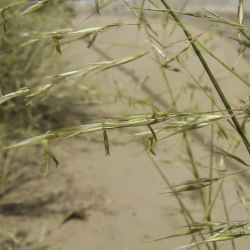 Stipagrostis pungens subsp. pungens
