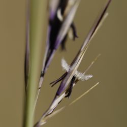Stipagrostis sahelica