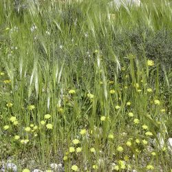 Stipellula capensis