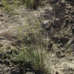 Stipellula parviflora